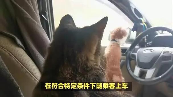 短途大巴可以带猫吗?需要注意些什么?