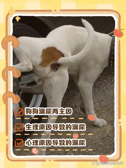 狗狗漏尿怎么治疗