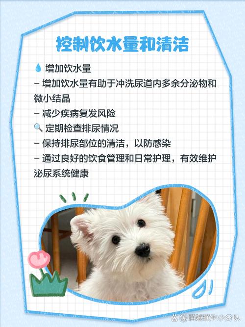 狗狗尿失禁吃什么药