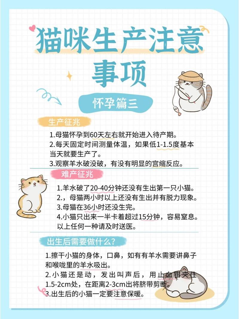 小猫生宝宝注意事项
