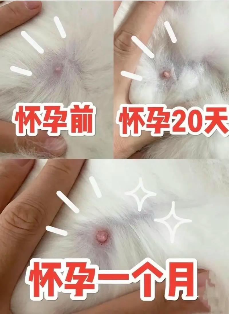 猫的孕期为多长时间?