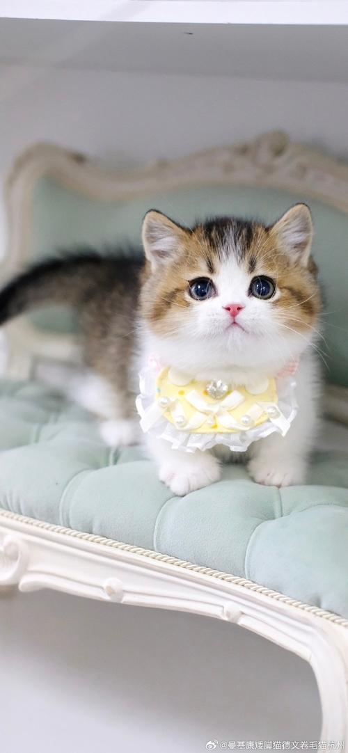 7种小体型的猫咪品种,暹罗猫只排第7名