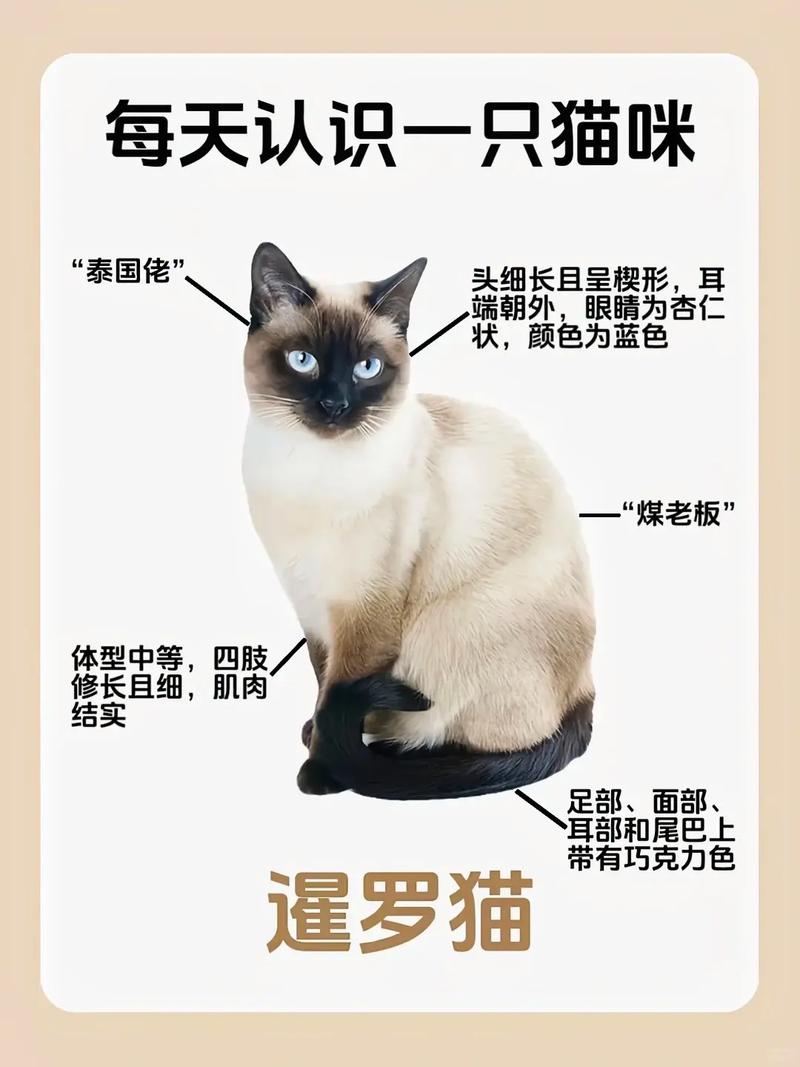 世上最小的猫咪是什么品种?怎么饲养?