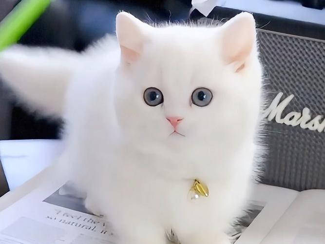 猫咪中体型较小的种类有哪些?