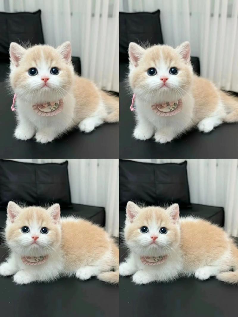 最小的猫是什么品种