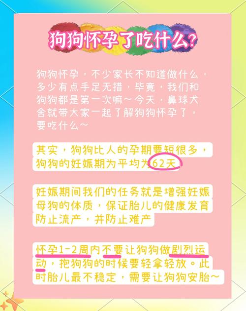 怀孕期间养狗有哪些注意事项?