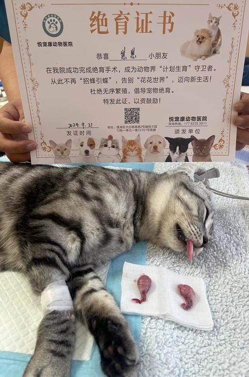 猫咪绝育朋友圈怎么发
