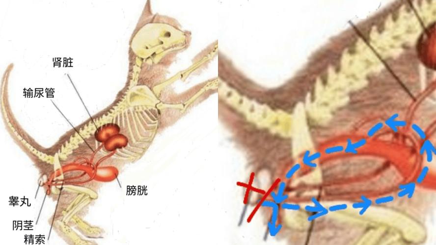 为什么猫咪割了蛋蛋还会