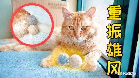 公猫割蛋蛋多久能不带羞耻圈