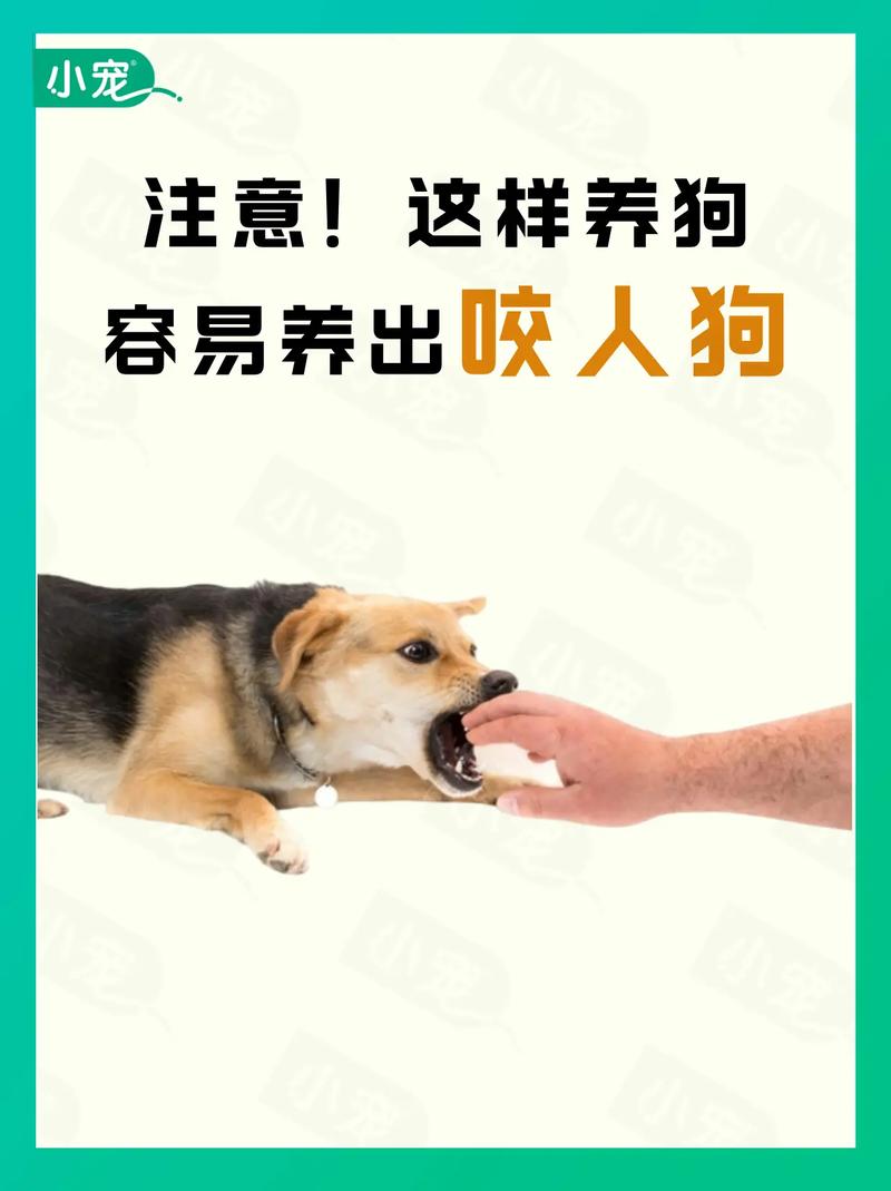 边牧会咬主人吗?