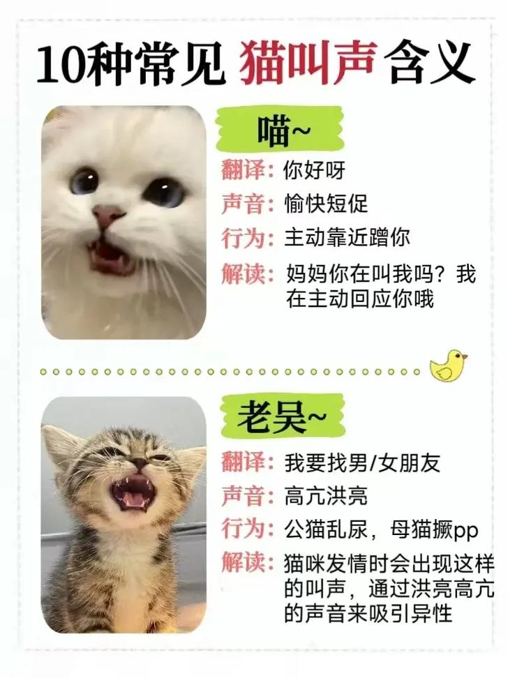 晚上听到猫叫声是什么意思啊?