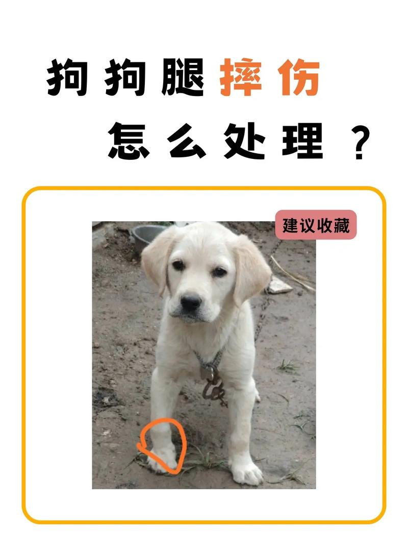 狗狗腿破皮流血了怎么办?