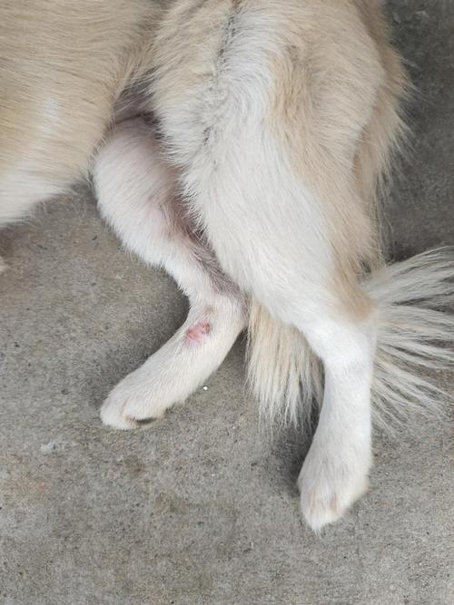 狗狗嘴巴不小心蹭破皮了该怎么处理?