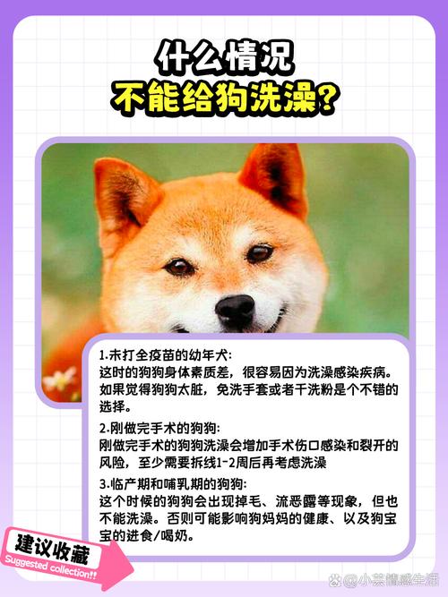 狗狗轻微感冒可以洗澡吗