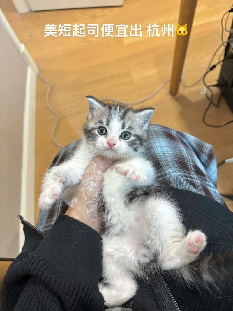 两个月的猫猫吃什么