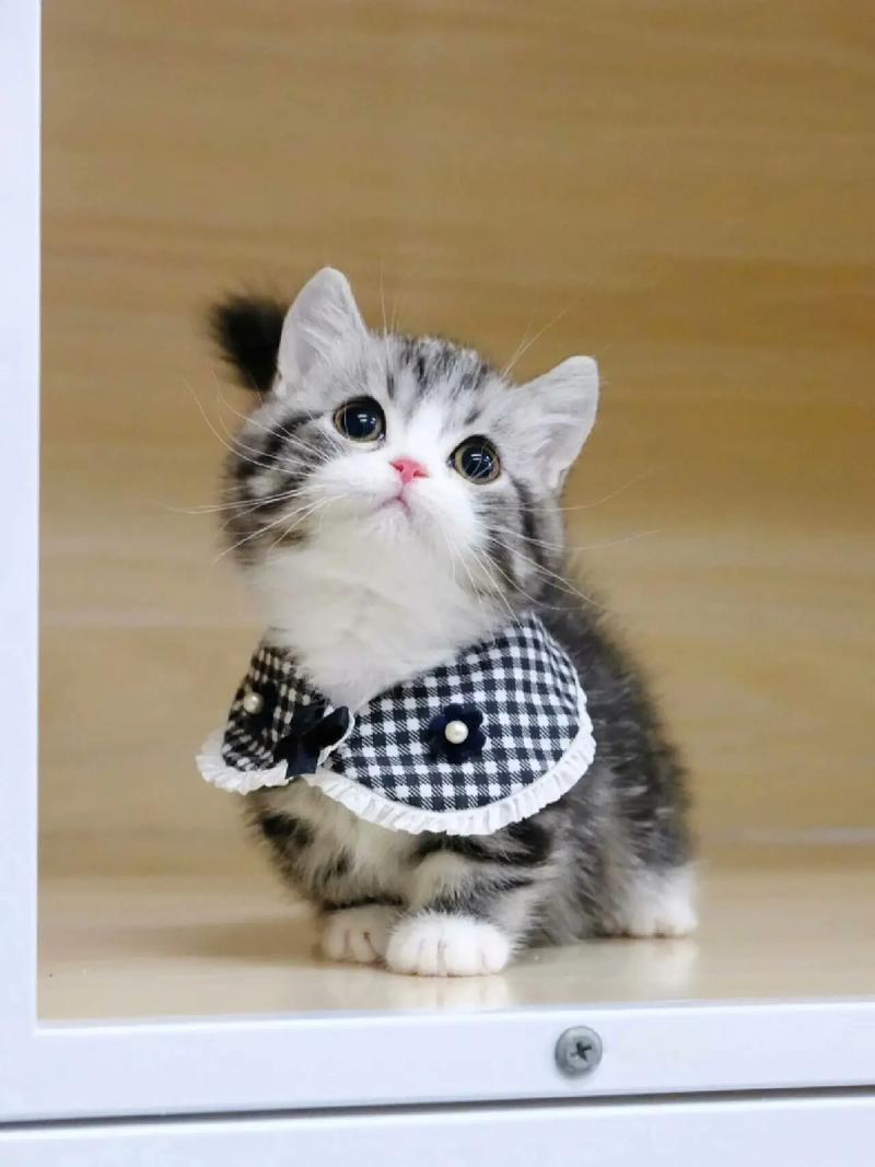 两个月的小猫吃什么