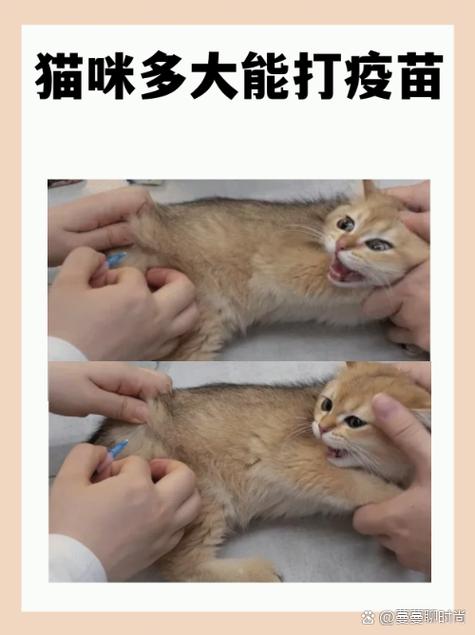 猫咪多大可以打针?