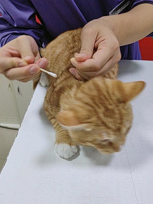 猫咪多大开始需要打针呢