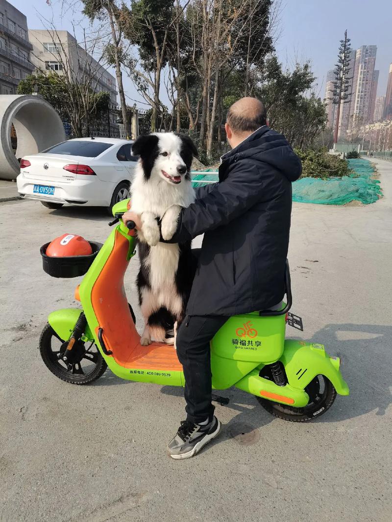 电动车带狗狗怎么固定住