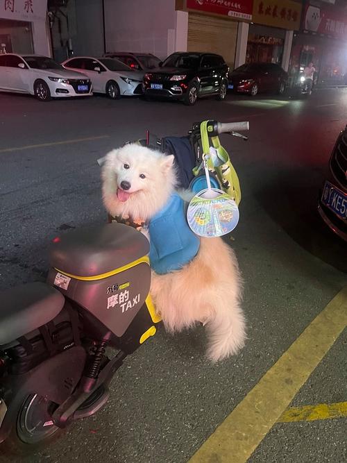 无车一族怎么带狗出行