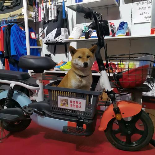 怎样才能让狗子乖乖坐电动车?