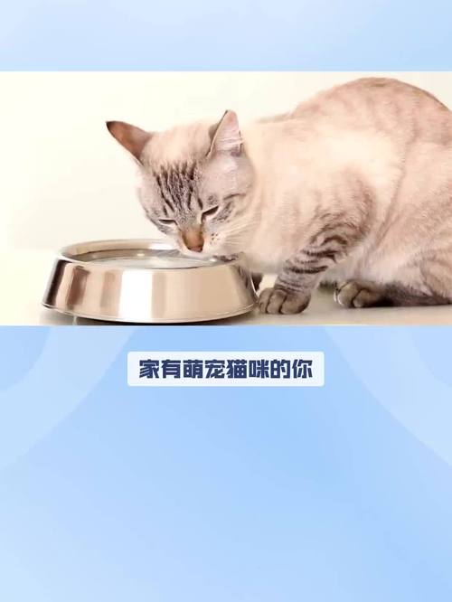 宠物猫可以喝豆浆吗?为什么?