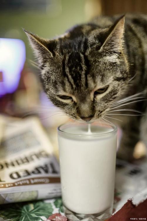 猫咪能不能喝豆浆