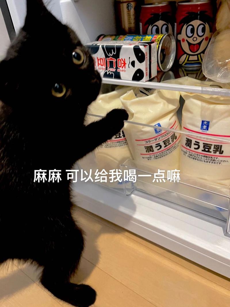 为什么不建议喂猫咪喝豆浆?