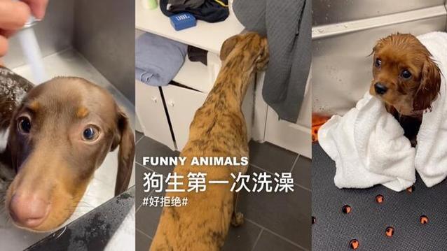 狗狗怀孕能洗澡吗