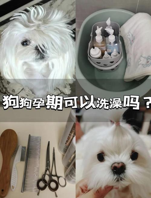 狗狗怀孕可以洗澡吗?