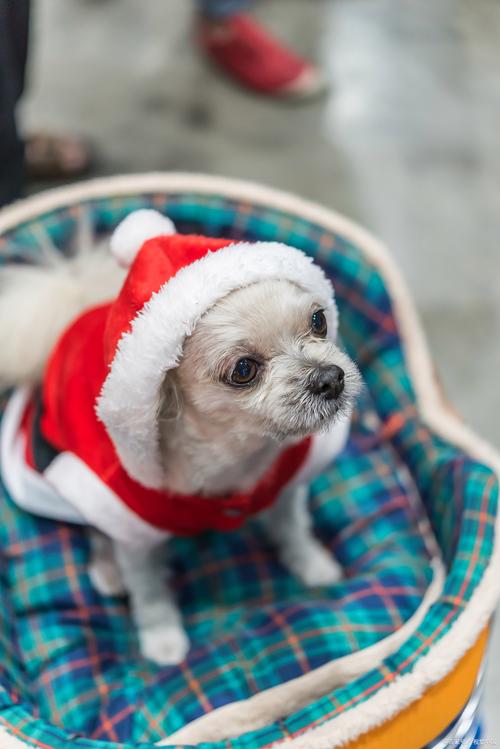 狗冬天用穿衣服吗?