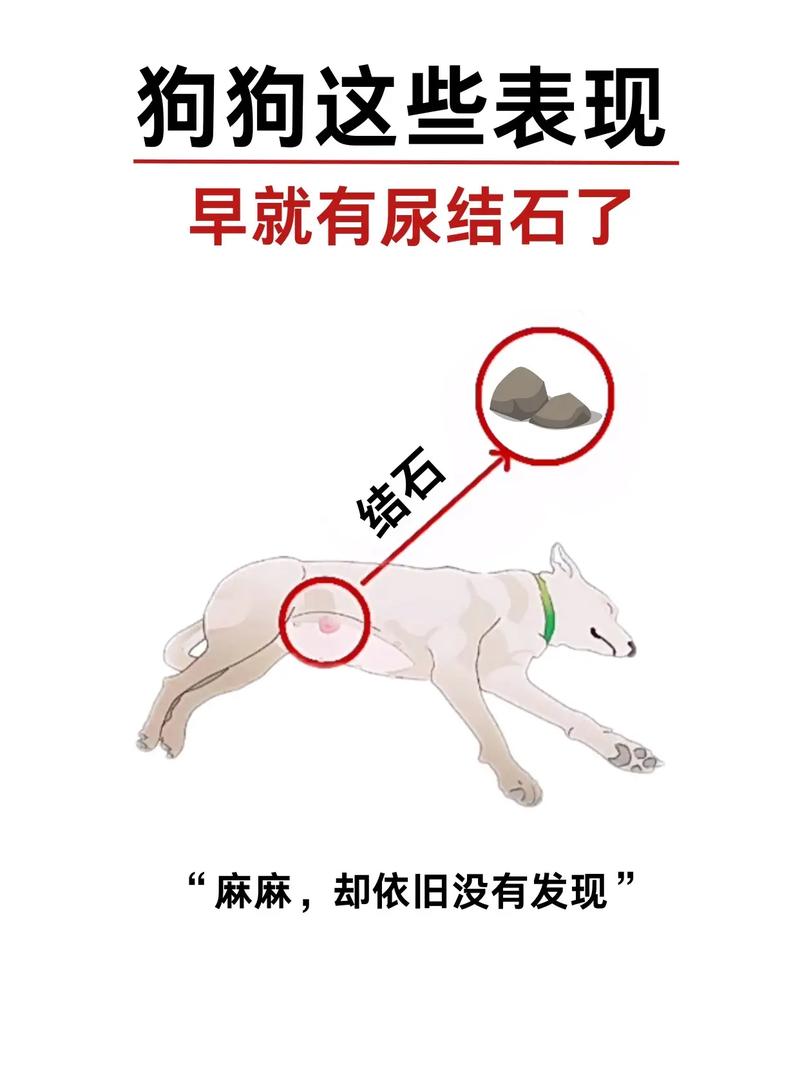 狗狗尿结石怎么办