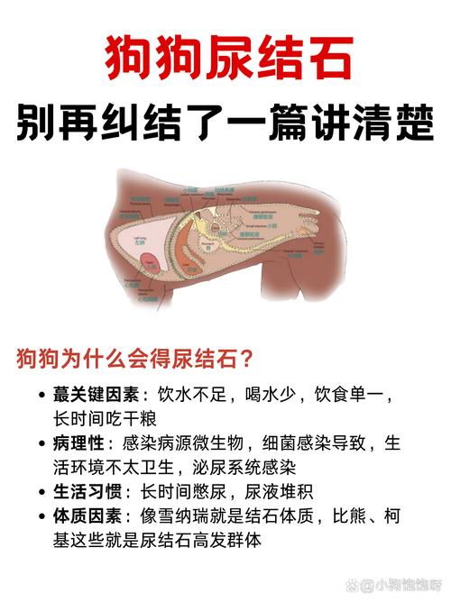 狗狗膀胱结石怎么办?