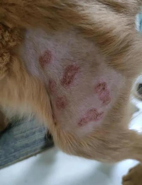 狗狗身上有螨虫