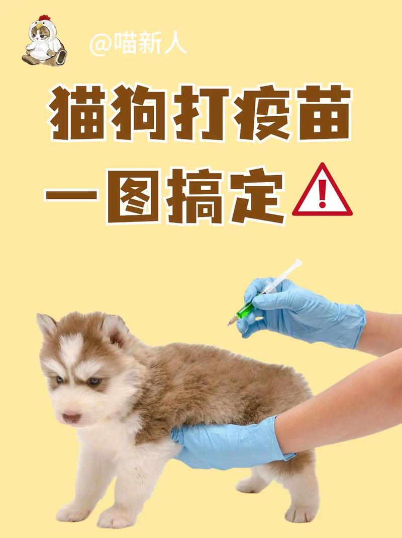 宠物打疫苗去哪里打
