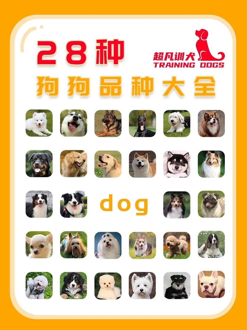 狗狗排名榜:受欢迎的六种狗,有你家狗子吗?