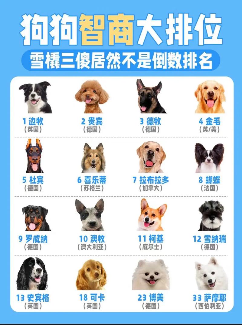 狗狗排名前十的有哪些