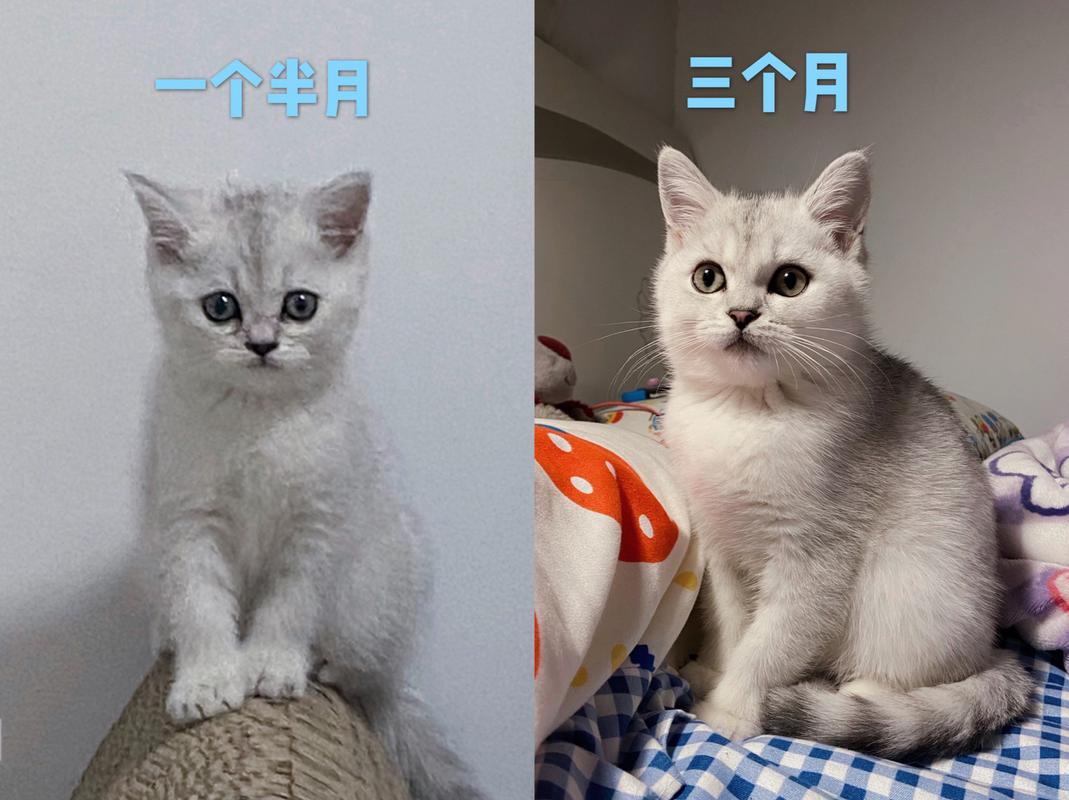 三个月的猫咪有多大