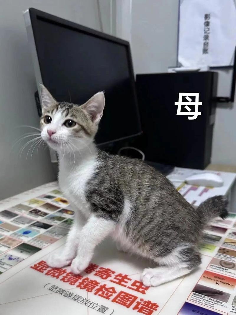 三个月的猫体型多大