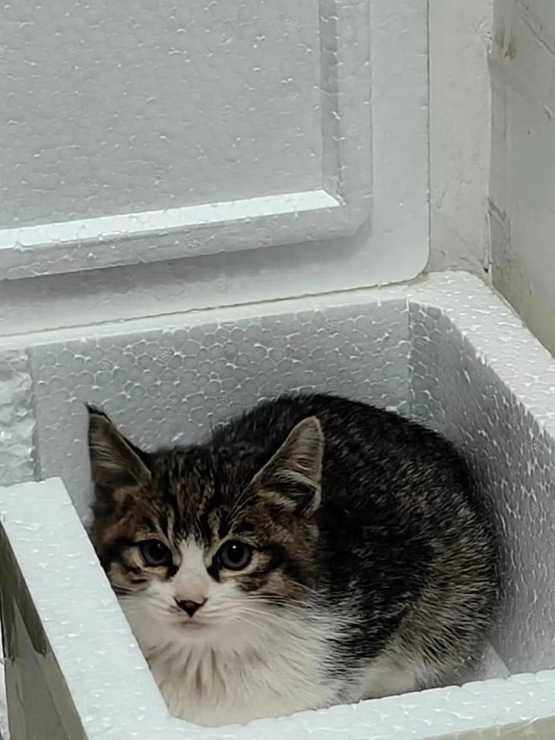 三个月的猫多大