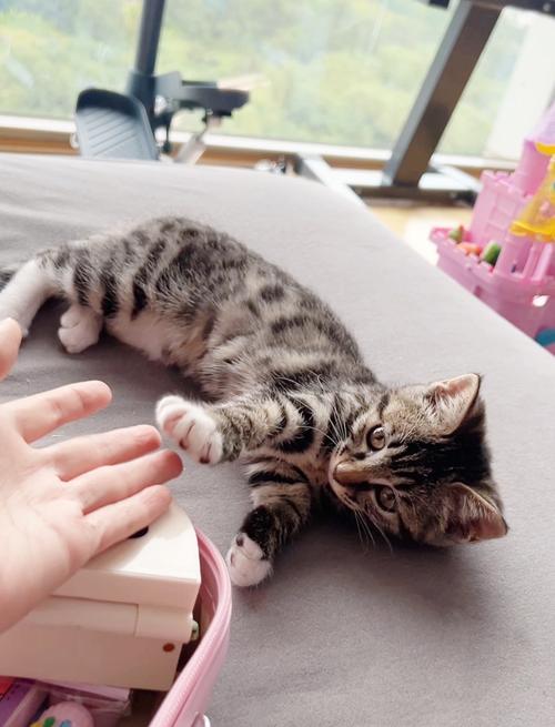 刚出生的小猫三个月能长多大?