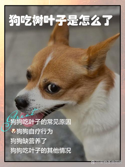 狗狗吃干叶子为什么