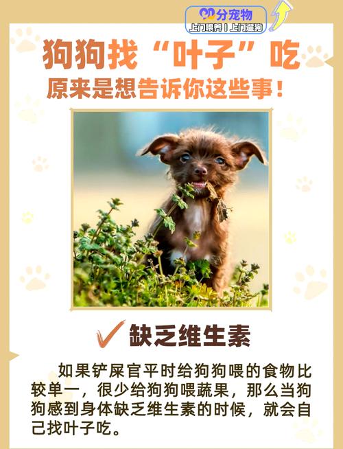 为什么狗狗乱吃树叶子