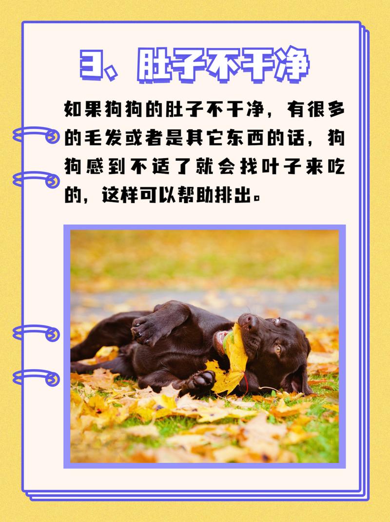 狗狗为什么吃叶子