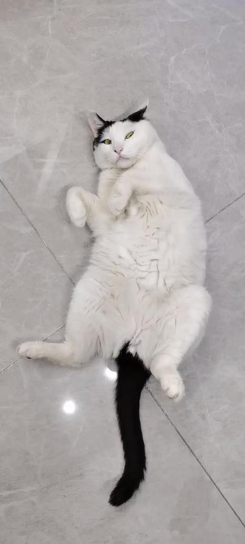 猫咪吃撑了会是什么状态?