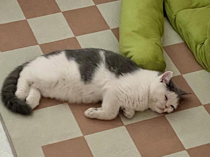 小猫吃撑了会怎么样啊