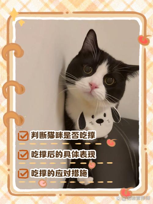 猫咪吃撑了的症状