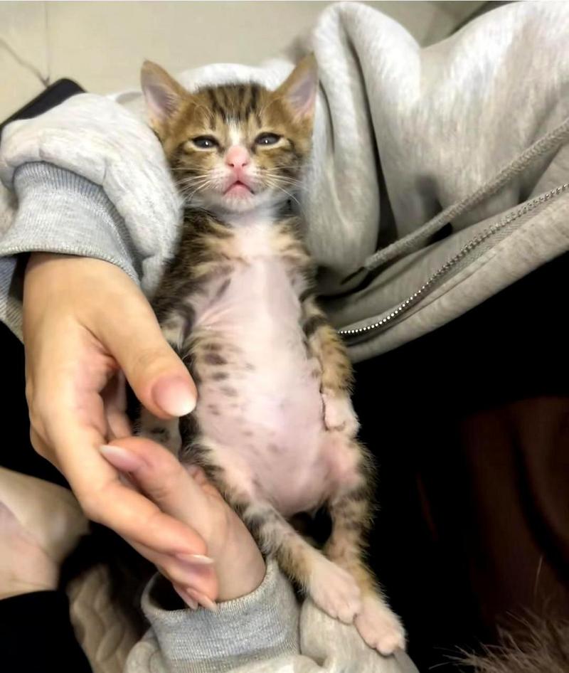 猫咪吃撑了是什么症状