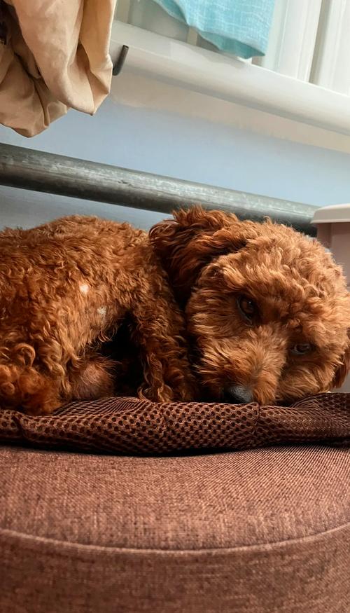 泰迪狗狗生病了,能喝点稀饭吗?