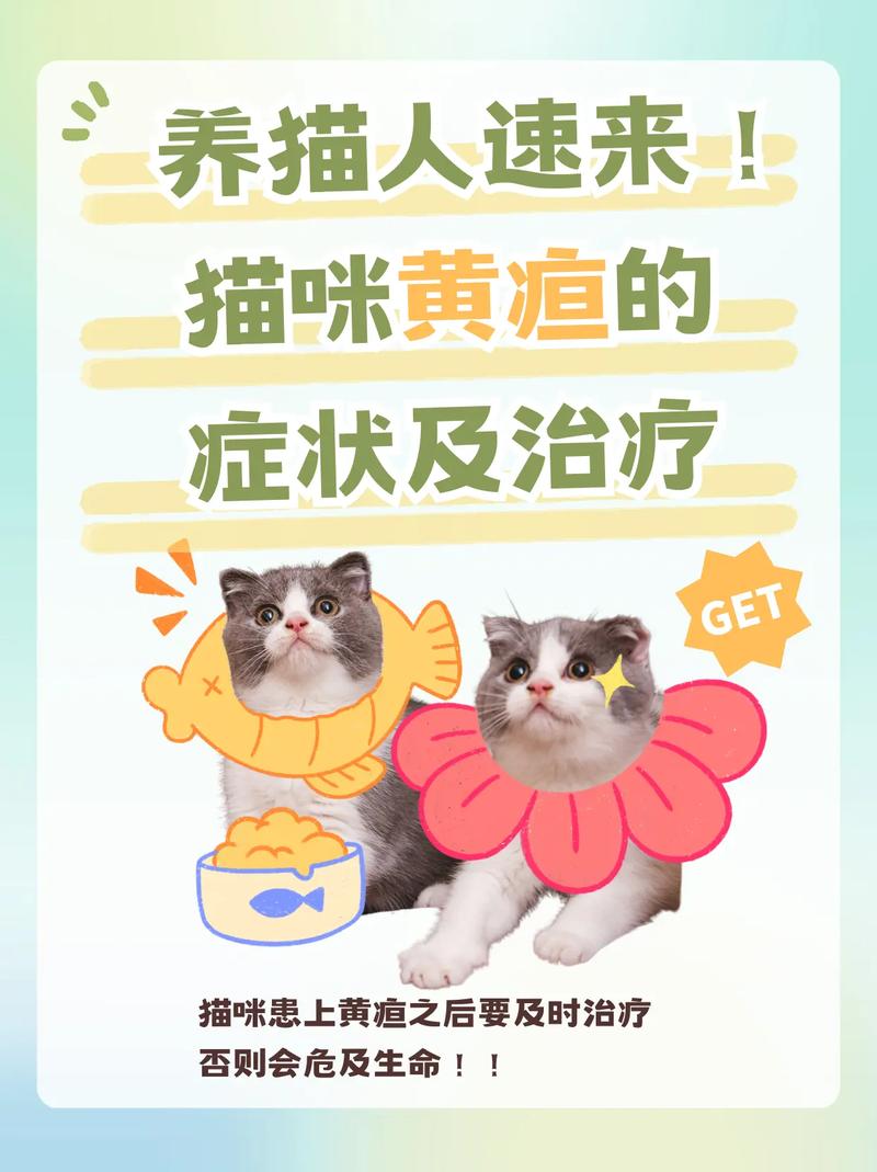 猫咪突然出现黄疸该怎么治疗?